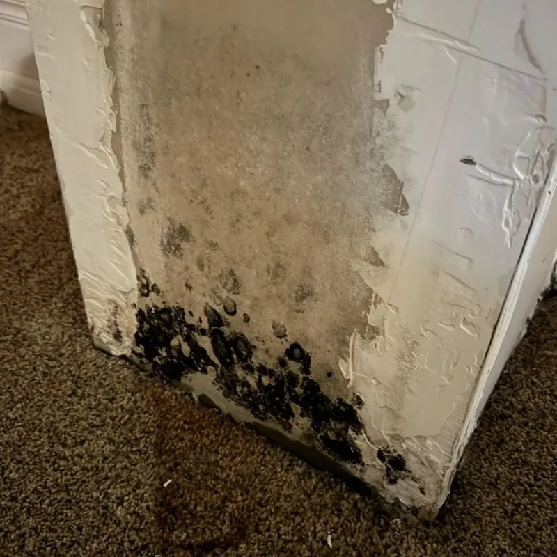 Professional Mold Removal in Mantua, OH